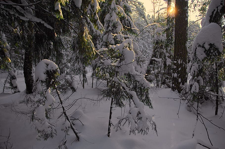 forest, winter, snow, sunset, winter forest, pine, landscape HD wallpaper