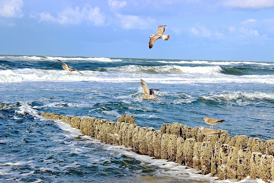 photo of four brown birds near wavy ocean under blue cloudy sky HD wallpaper
