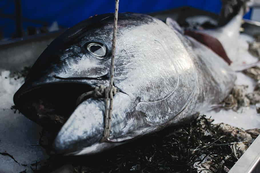 Tuna at a market, close up, fish, one animal, no people, close-up, HD wallpaper
