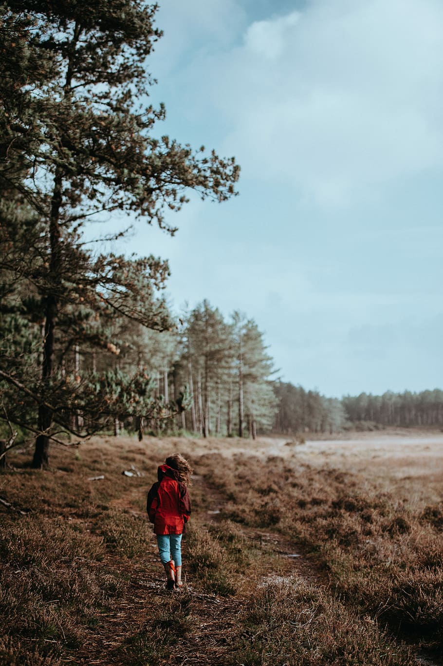 person walking near tall tree under white sky, person wearing red jacket waking on brown grass, HD wallpaper