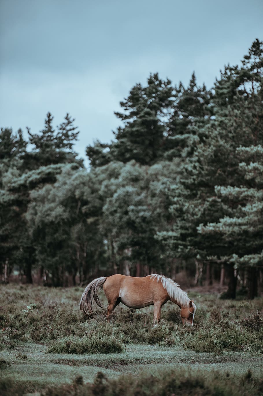 landscape photography of brown horse, brown horse in the middle of forest under gray cloudy sky HD wallpaper