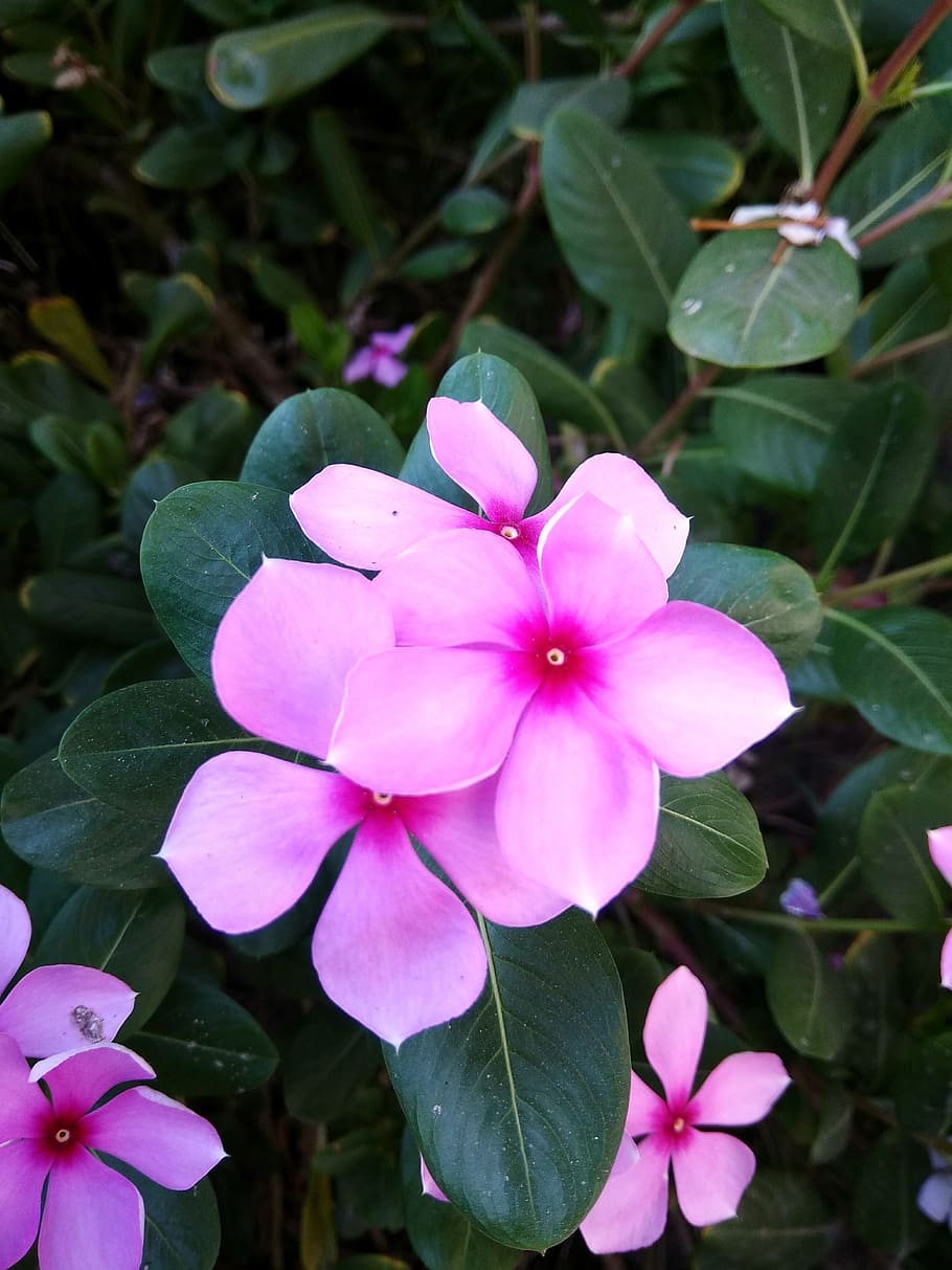 Image of Fluorescent Plant Of Madagascar Or Sadabahar With Attractive Green  Leaves. Aroma Flowers Closeup.-SC937087-Picxy