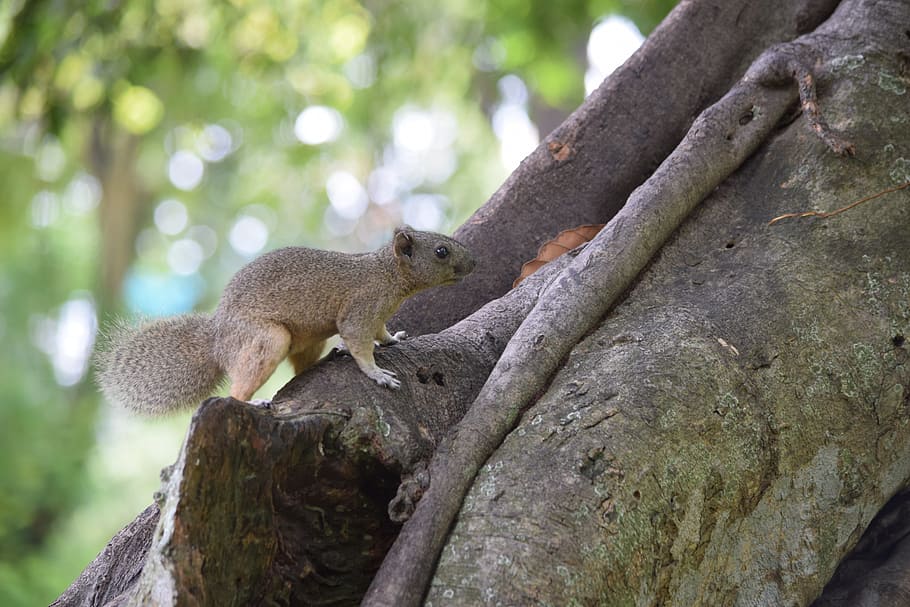 squirrel, park training, ruffled feathers, animal, tree, animal themes HD wallpaper