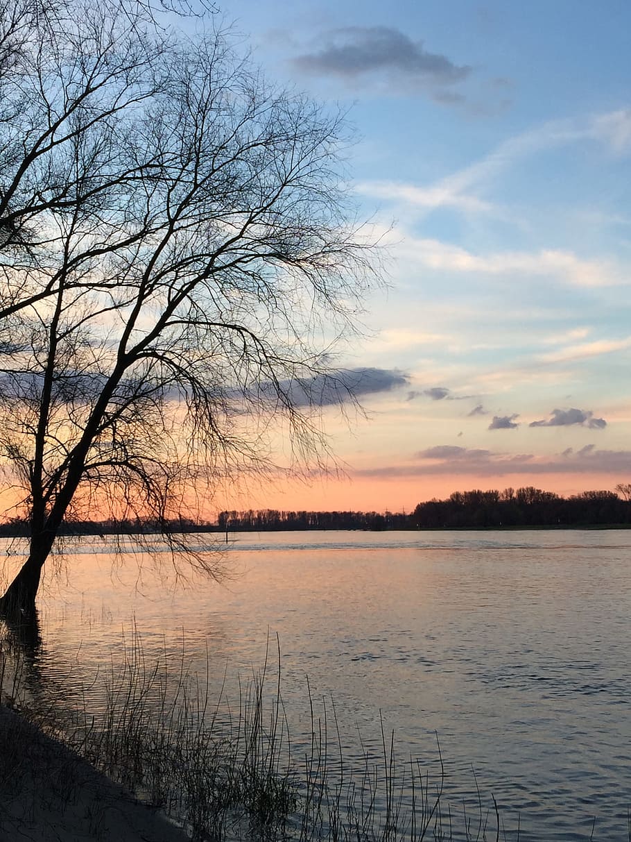 Rhine, River, Tree, Water, abendstimmung, landscape, nature HD wallpaper