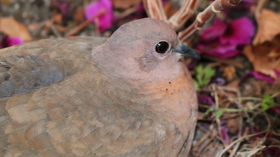 dove, bird, flowerpot, egg, animal themes, close-up, animal wildlife HD wallpaper