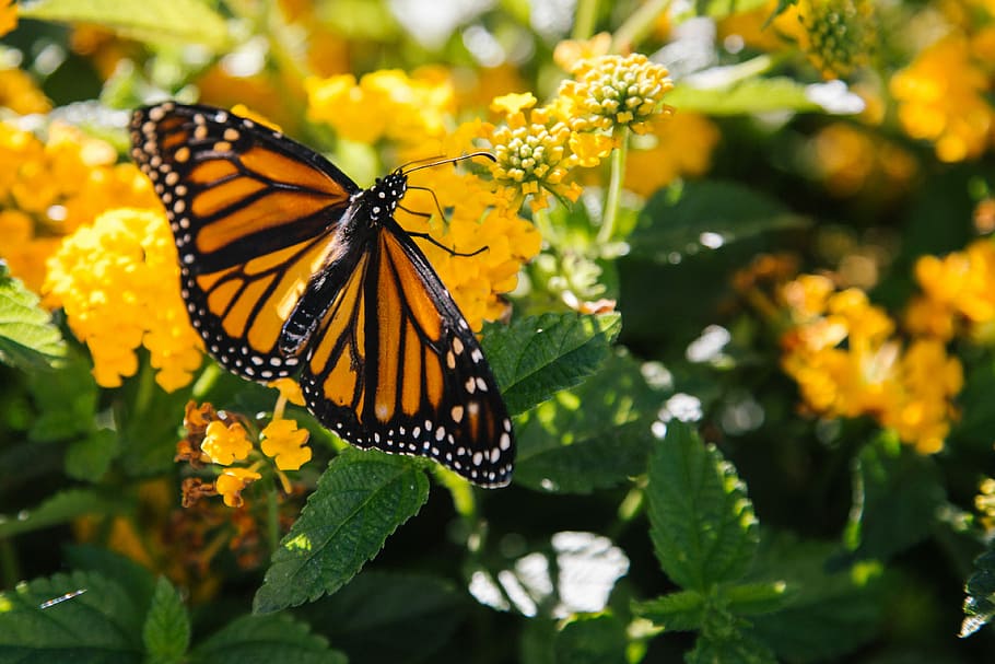 macro photography of butterfly on yellow flower, Danaus plexippus butterfly perching on yellow flower at daytime HD wallpaper