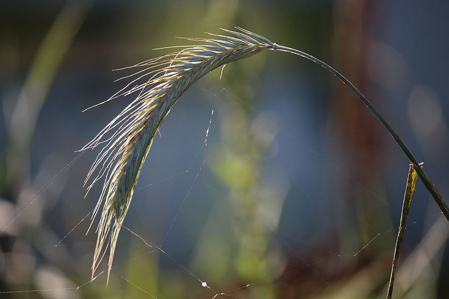 rye, ear, grass, cereals, grain, plant, nourishing rye, growth HD wallpaper