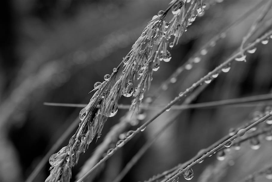 Black And White, Raindrop, Drip, Grass, grasses, water, nature HD wallpaper
