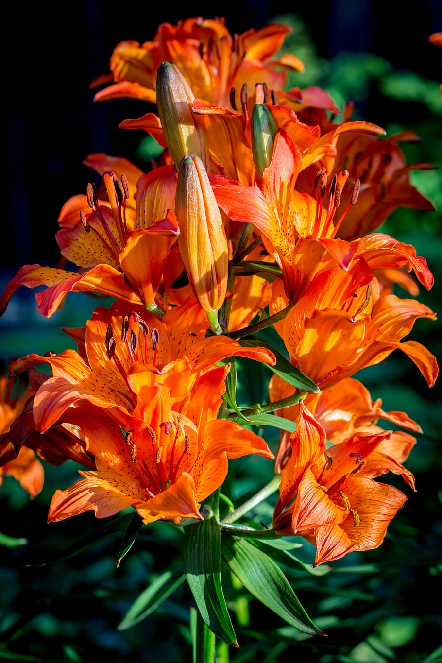 fire-lily, lilium bulbiferum, inflorescence, umbel, umbel stand, HD wallpaper