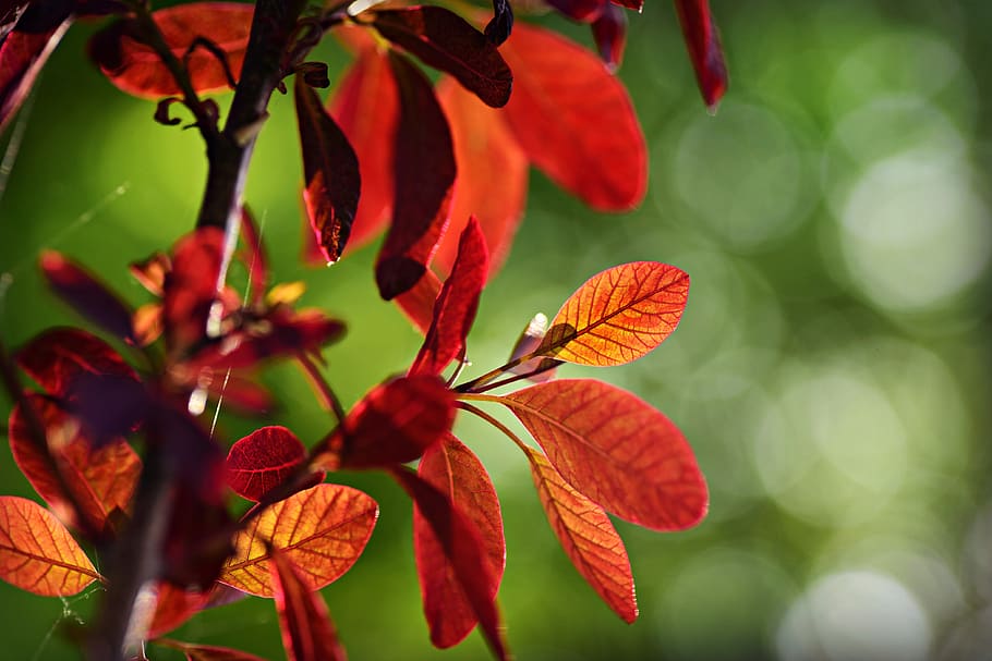 leaf, foliage, vein, pattern, branch, shrub, spring time, bokeh HD wallpaper