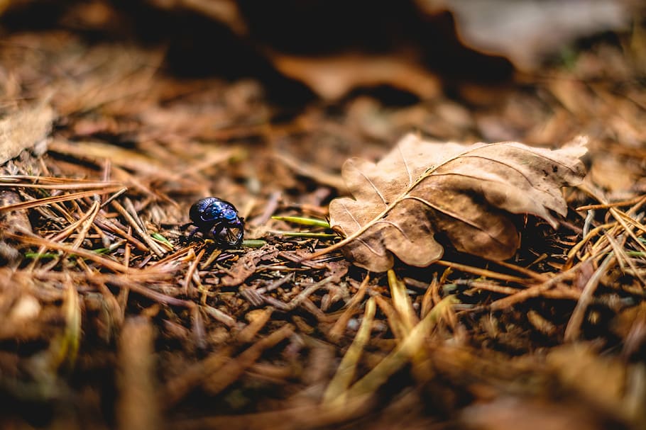 blue bug near brown leaf in tilt photography, close up photography of black beetle near dried left during daytime HD wallpaper