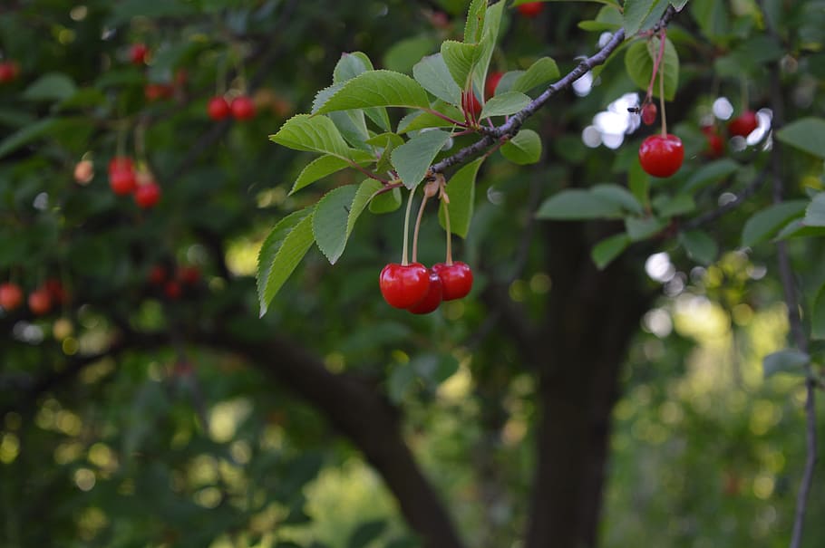 cherry, fruit, nature, tree, leaf, food, food and drink, healthy eating HD wallpaper