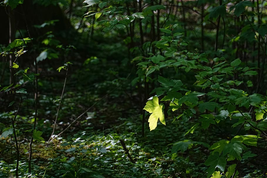 leaf, wood, tree, nature, spring, back light, plant, growth HD wallpaper