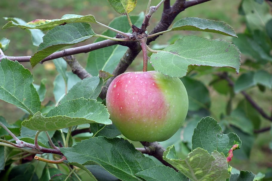 apple, fruit, bio, mature, nature, tree, closeup, autumn, food and drink HD wallpaper