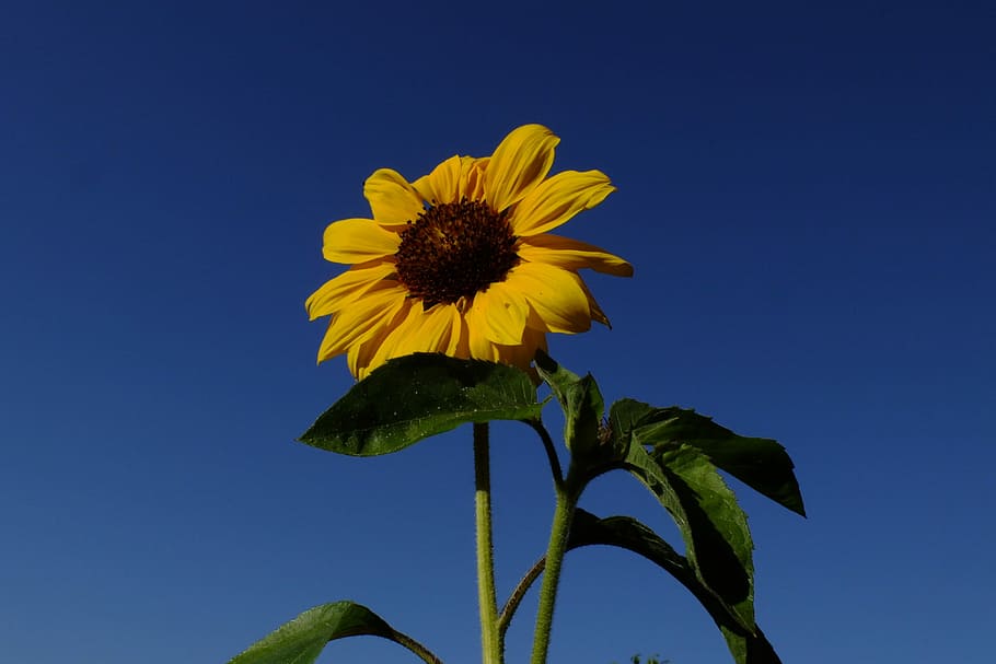 Sun Flower, Yellow, Sky, petal, flower head, fragility, plant HD wallpaper