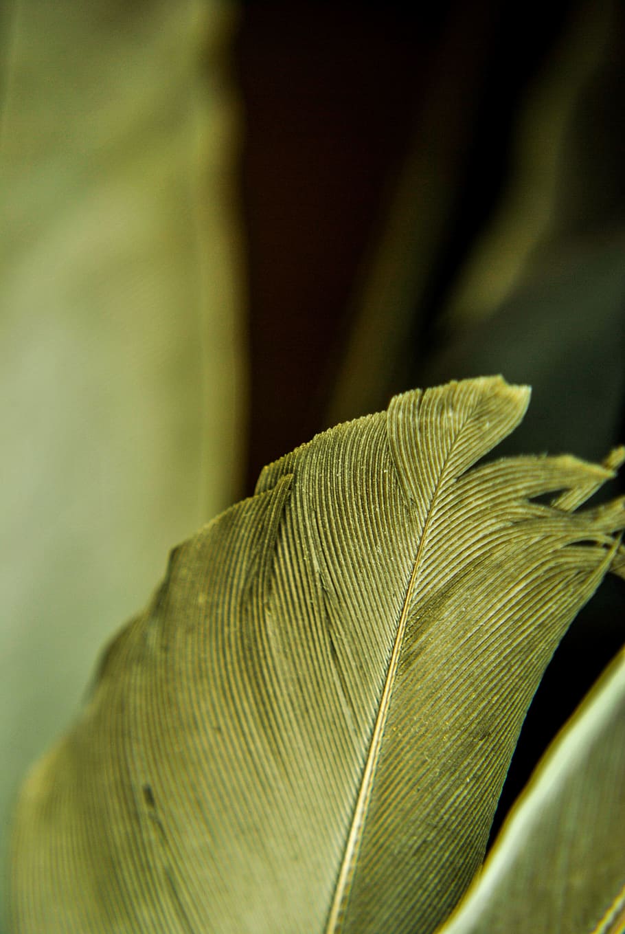 Pen, Bird, Feathers, Beautiful, leaf, close-up, no people, green color HD wallpaper