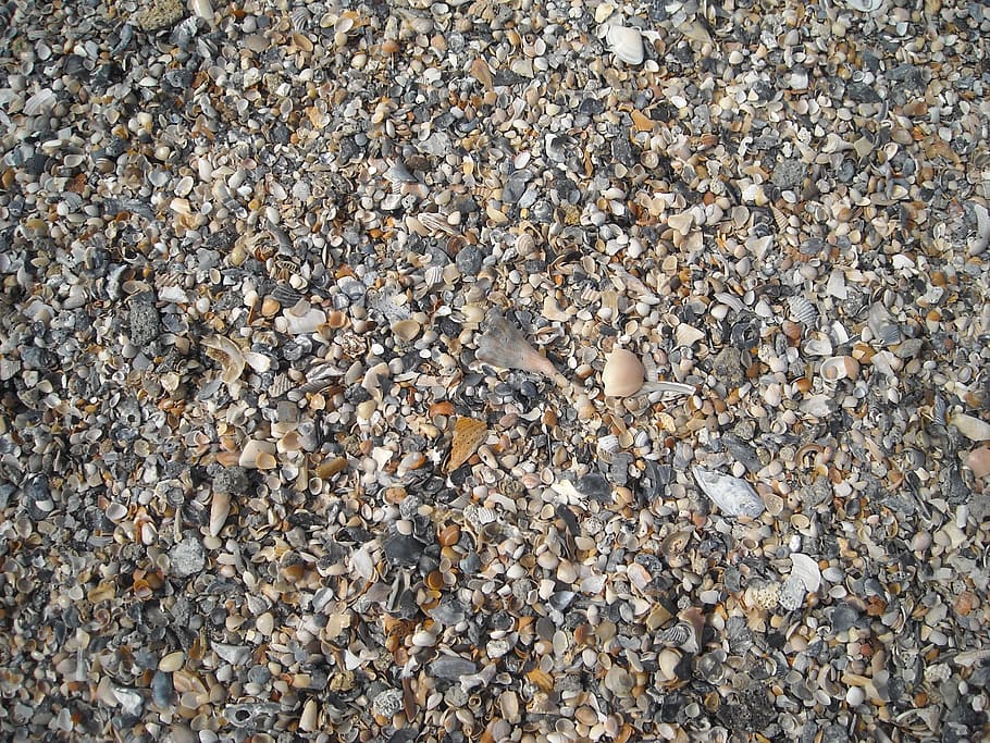 seashells, beach, ocean, travel, summer, marine, nature, aquatic HD wallpaper