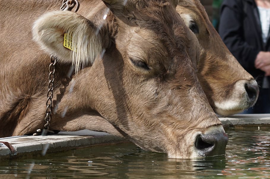 almabtrieb, cows, thirst, animals, brown swiss, animal themes HD wallpaper