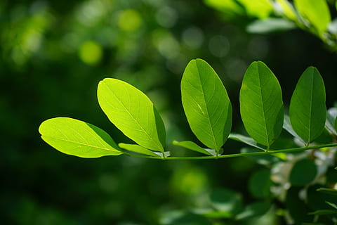 common maple, leaf, green, robinia, leaf veins, filigree, leaf structures HD wallpaper