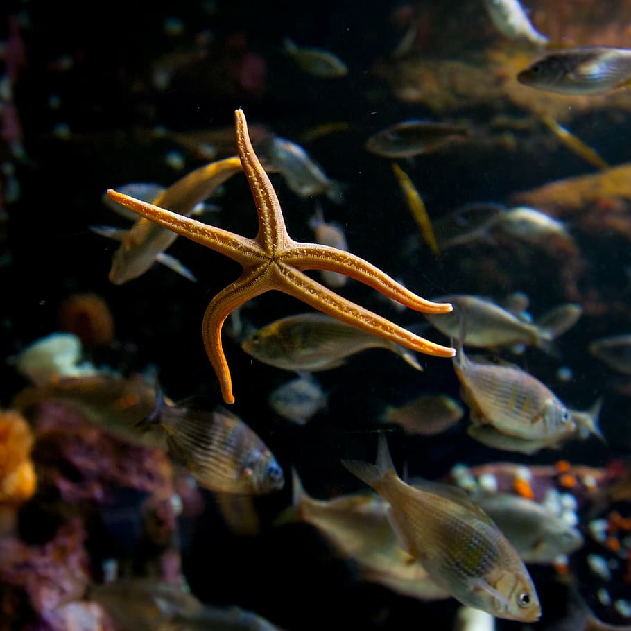 bloodstar, starfish, dance, pose, tank, aquarium, under, water HD wallpaper