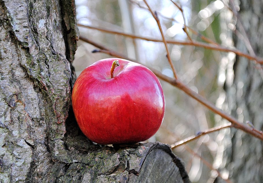 red apple on wood tree, fruit, vitamins, bless you, food and drink HD wallpaper
