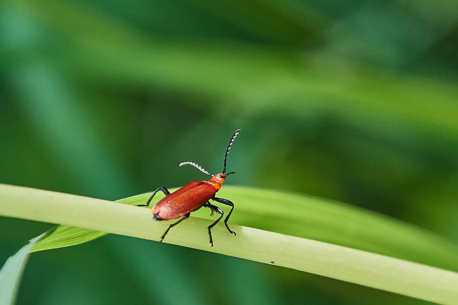 beetle, red, plant, insect, macro, red beetle, nature, close HD wallpaper