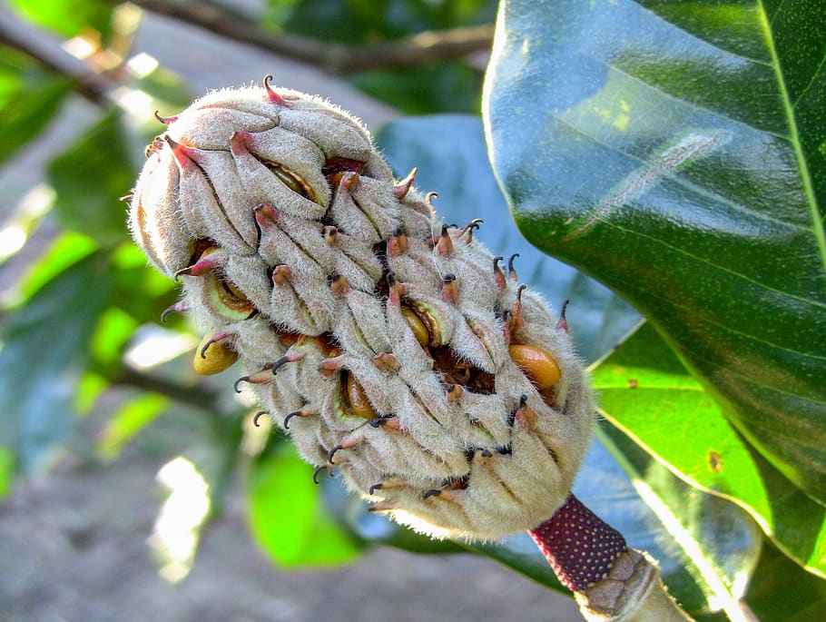 nature, tree, flora, fruit, leaf, close-up, plant, growth, plant part HD wallpaper