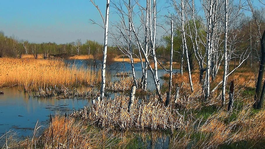 nature, birch spring, trees, duct, lake, plant, water, tranquility HD wallpaper