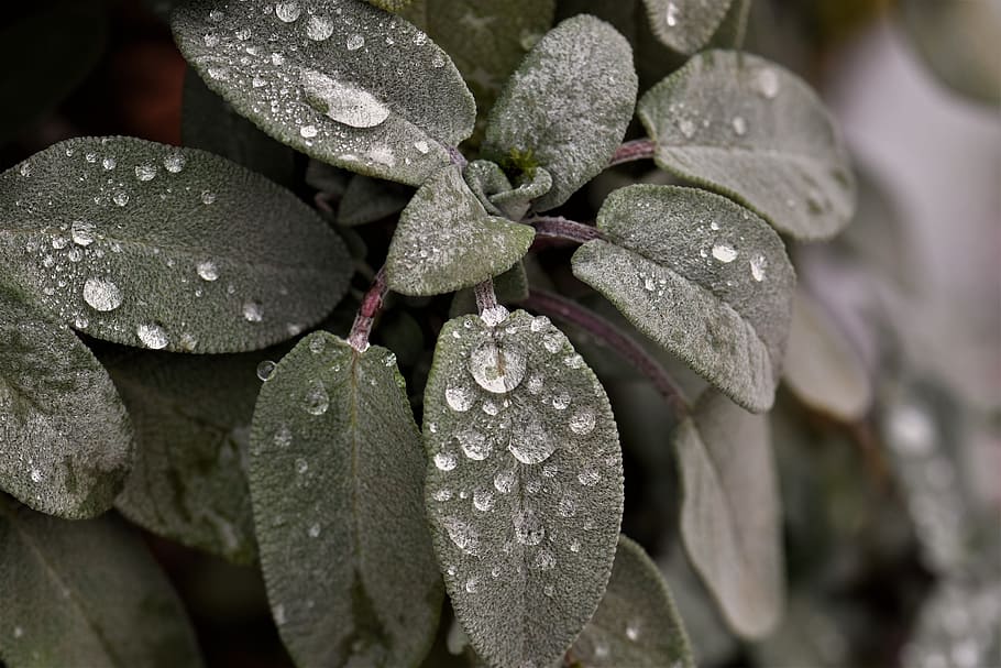 selective focus photography of leaves with dew, sage, plant HD wallpaper