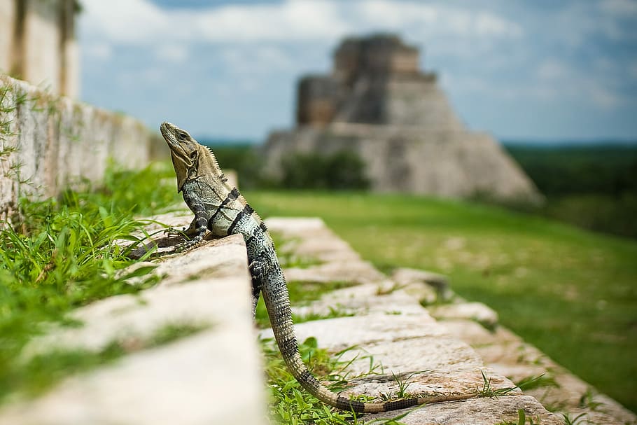 selective focus photography of iguana, step, climbing, lizard HD wallpaper