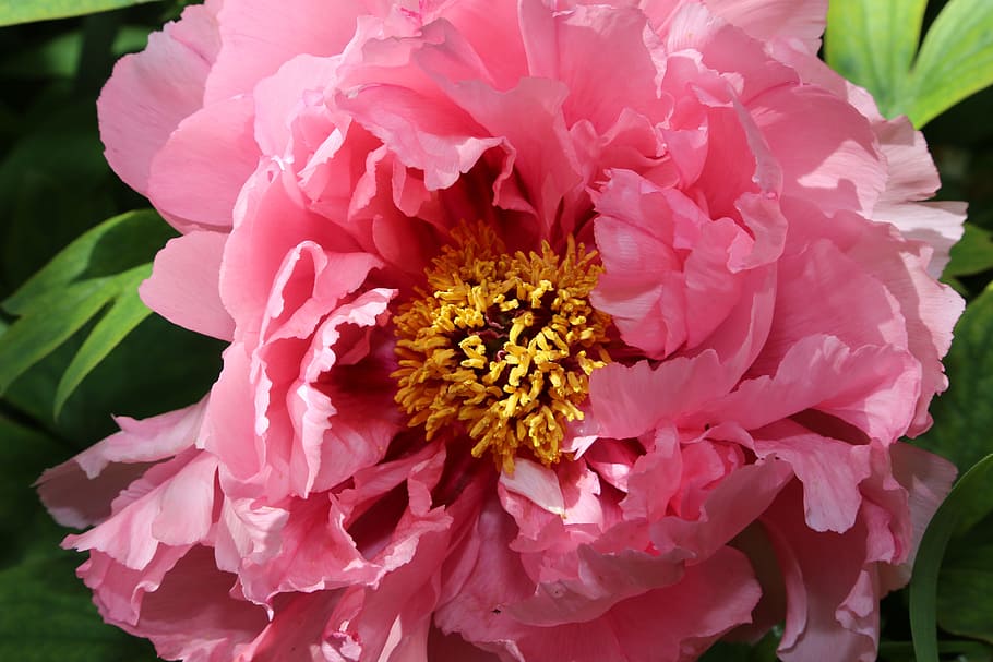 Chinese, Dendritic, Peony, flower, nature, pink Color, plant HD wallpaper