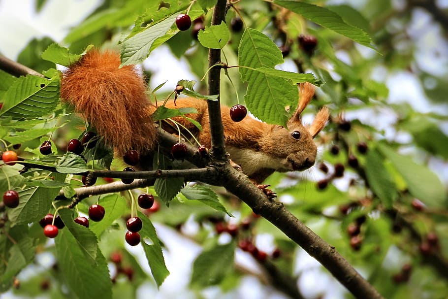 squirrel, cherries, tree, sour cherry, summer, nature, plant HD wallpaper