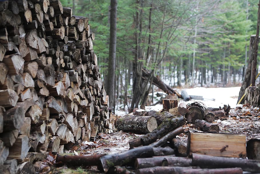 wood, logs, stack, pile, forest, timber, lumber, nature, wooden HD wallpaper
