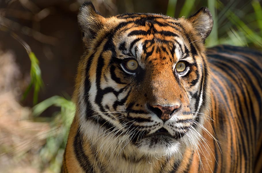 selective focus of tiger with plants, sumatran tiger, wildlife, HD wallpaper