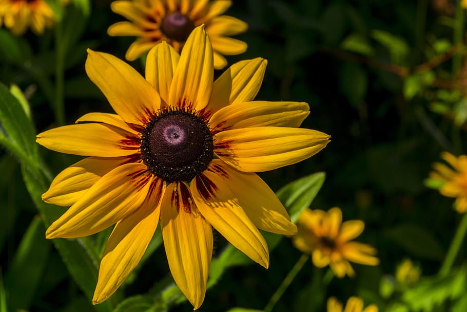 yellow, spring, flower, summer, summer plants, summer flowers HD wallpaper