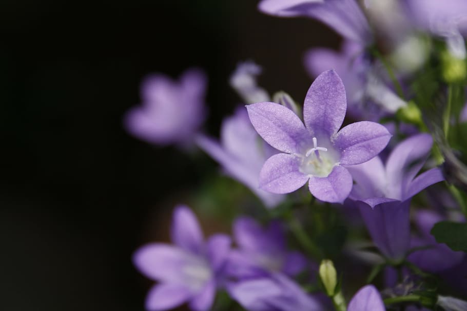 campanula, purple, violet, bellflower, blossom, bloom, wild flower, HD wallpaper