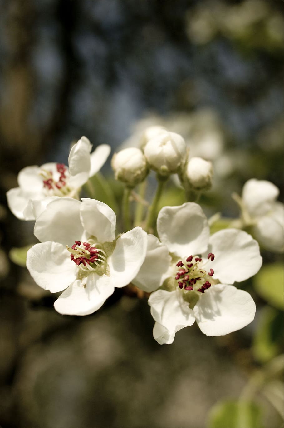 Spring, Flowers, Apple Tree, Leaves, nectar, plant, white, nature HD wallpaper