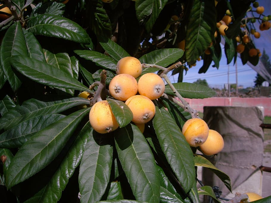tree, botanical, medlar, organic, yellow, green, fruit, healthy eating HD wallpaper