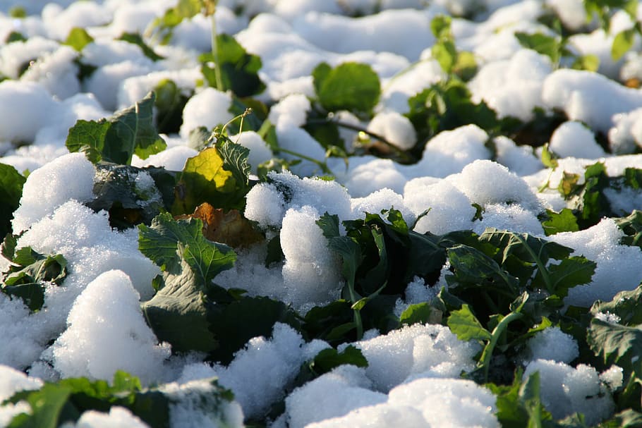 snowy, winter, wintry, cold, landscape, frozen, white, frost HD wallpaper