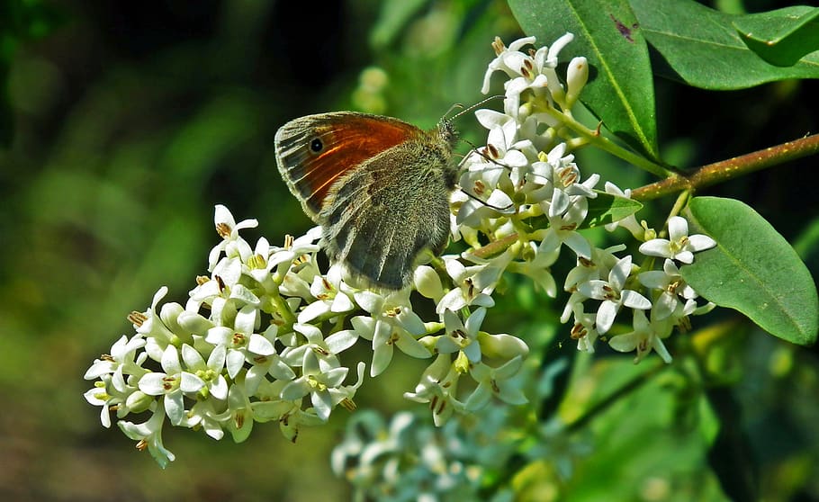 flowers, white, nature, spring, insect, one animal, plant, animal themes HD wallpaper