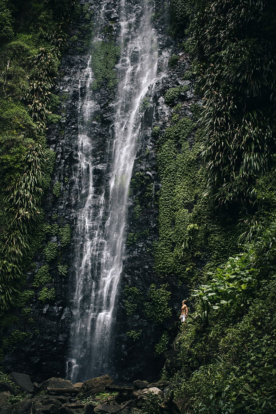 waterfall near green plants, waterfalls near green leafed trees HD wallpaper
