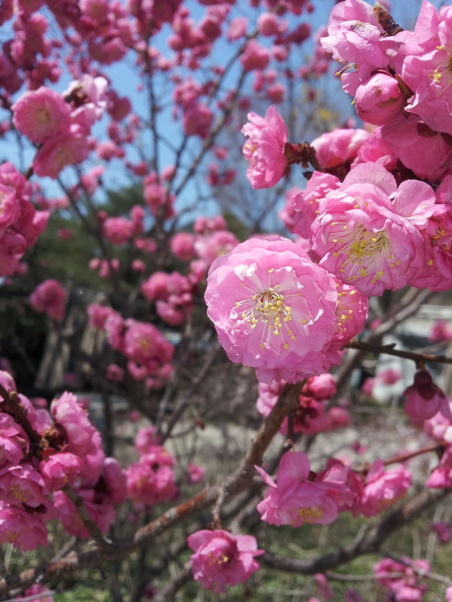 Plum, Spring, Pink, Flower, Tree, flowers, flower tree, red plum HD wallpaper