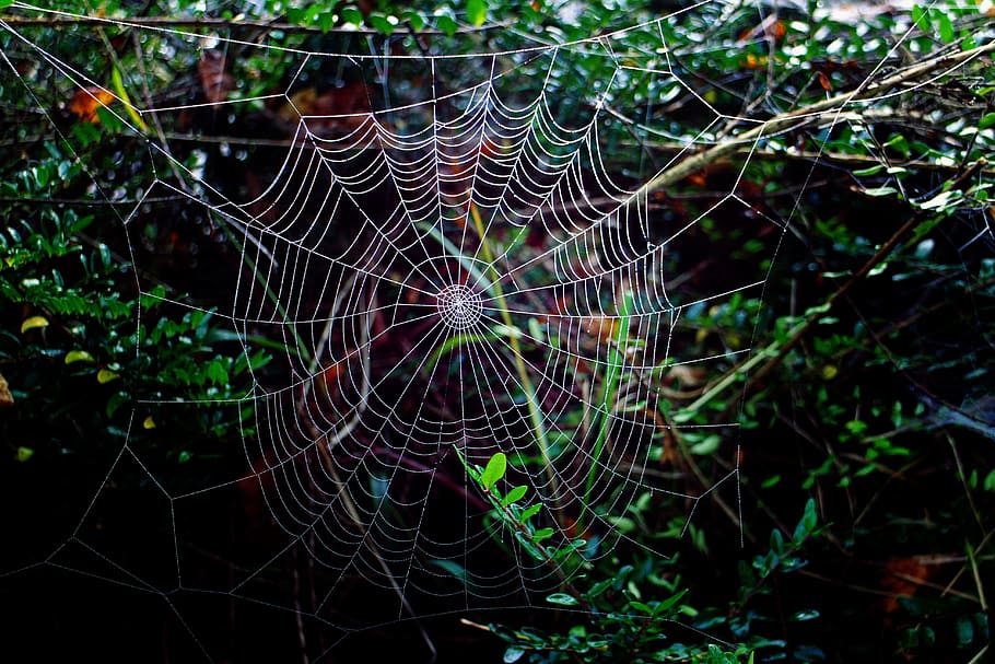 Cobweb, Wheel Spider, Network, Orb Web, gloomy, dark, mystical HD wallpaper