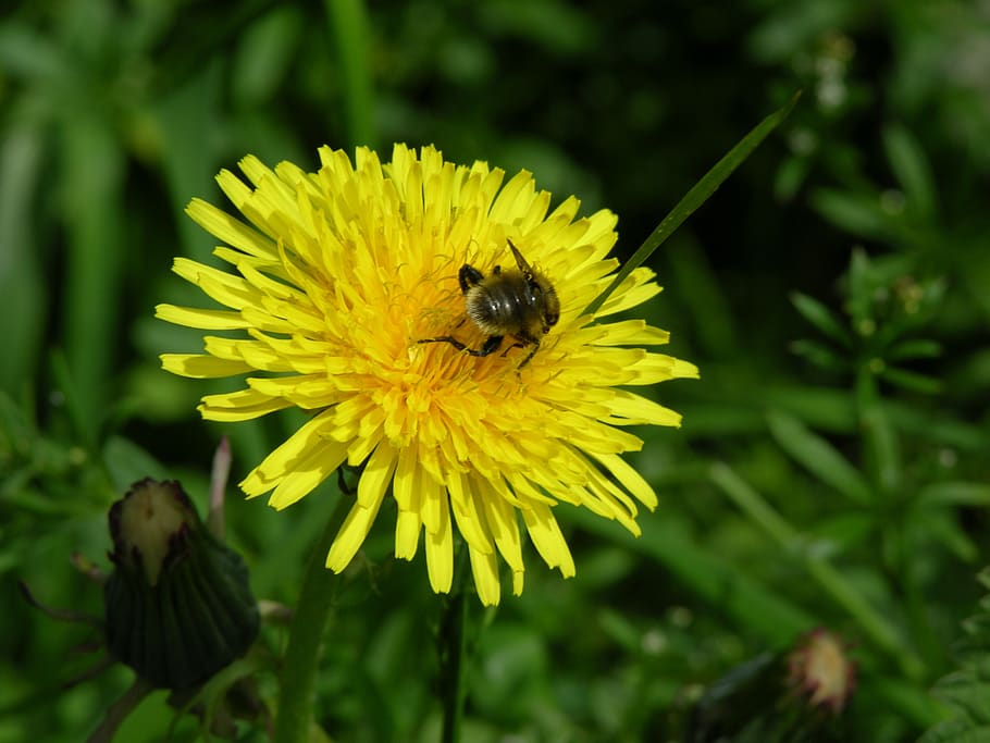 dandelion, flower, bee, yellow, flowering plant, animal themes HD wallpaper