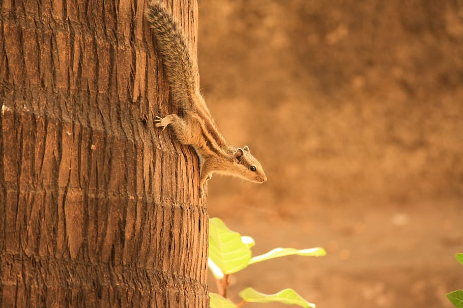 squirrel, climbing, down, coconut, tree, mammal, rodent, fur HD wallpaper
