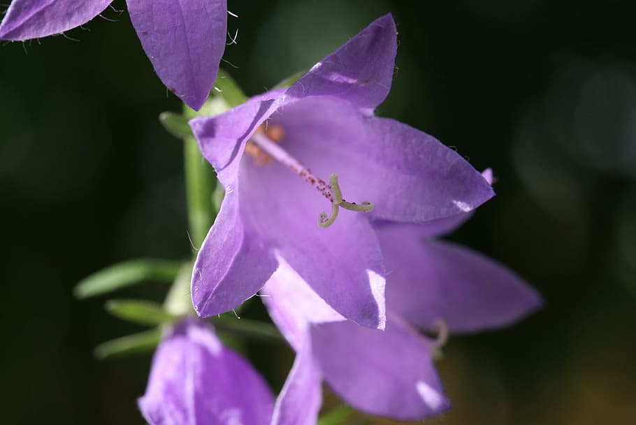 flower, macro, close, flourished, plant, nature, small flower HD wallpaper