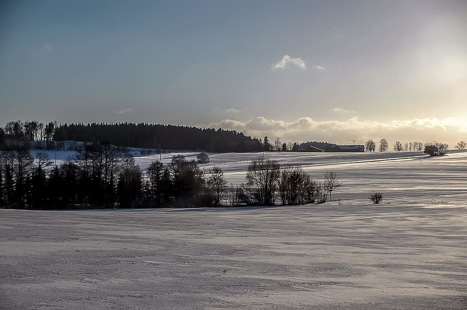 Winter, Snow, Evening Sun, Sun, Sun, Sky, blue, wintry, tree HD wallpaper