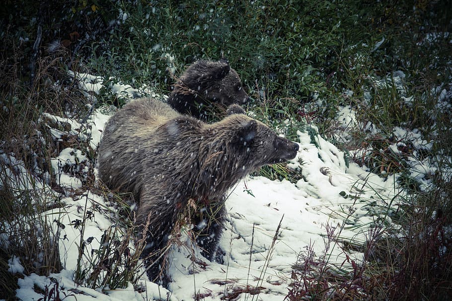 cold, snow, nature, winter, animals, bears, grass, wild, wildlife HD wallpaper