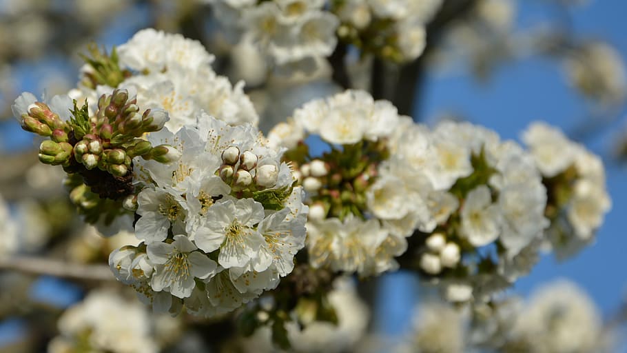 cherry, flower, sprig, spring, nature, spring flowers, garden HD wallpaper