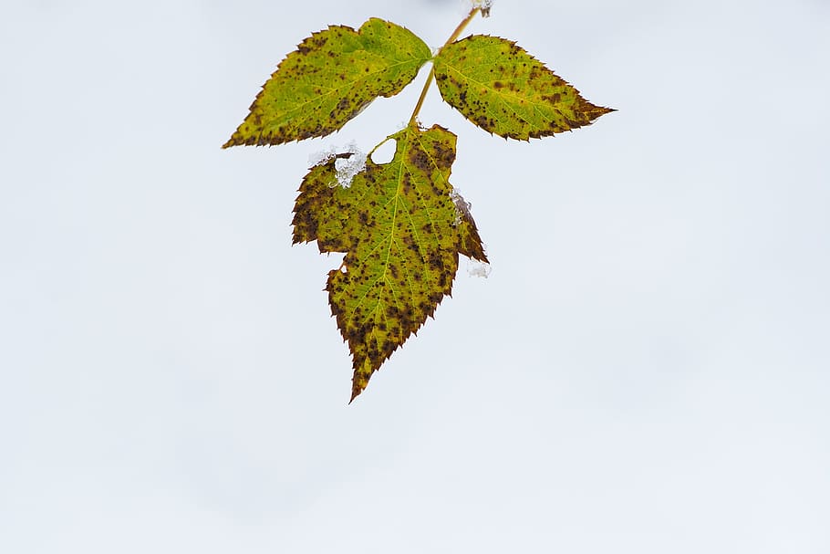 Leaf, Leaves, Snow, Winter Time, wintry, close, studio shot HD wallpaper